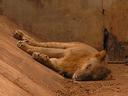 Indians lions are the last of the worlds Asiatic lions. This one looks like hed prefer if his species was extinct altogether.